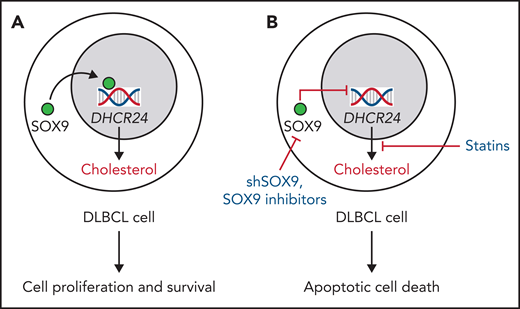 Effects of cholesterol regulation by SOX9-DHCR24 axis in DLBCL. (A) Aggressive DLBCLs harboring the IGH-BCL2 translocation overexpress SOX9, which in turn activates the DHCR24, leading to cholesterol synthesis. Increased cellular cholesterol levels regulate DLBCL cell survival and proliferation. (B) The blockade of SOX9-DHCR24 axis by short hairpin-SOX9 RNA, specific SOX9 inhibitors, or simvastatin inhibits cholesterol synthesis, reduces cellular cholesterol levels, ultimately mediating DLBCL apoptotic cell death both in vitro and in vivo. This axis could be exploited in combination with DLBCL-specific therapy to treat patients affected by advanced forms of DLBCL overexpressing SOX9.