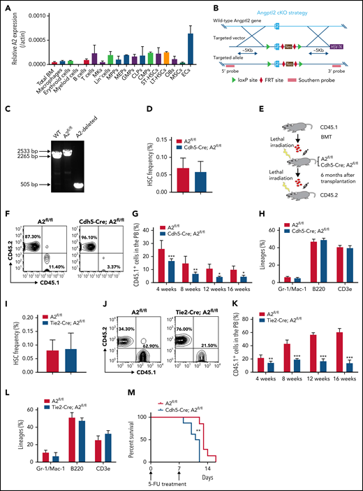 ANGPTL2 is highly expressed in endothelial cells and important for HSC stemness maintenance. (A) The relative mRNA levels of Angptl2 were measured in total bone marrow (BM), macrophages, erythroid cells, B cells, T cells, megakaryocytes (MKs), multipotent progenitors (MPPs), megakaryocyte-erythroid progenitors (MEPs), common myeloid progenitors (CMPs), granulocyte-monocyte progenitors (GMPs), lymphoid progenitors (CLPs), osteoblasts (OBs), mesenchymal stem cells (MSCs), and endothelial cells (ECs) by qRT-PCR (n = 3). (B) Schematic diagram for the strategy for the construction of the Angptl2 conditional knockout mouse lines. (C) Representative electrophoretic images for the genotyping of WT allele, Angptl2fl/fl allele (A2fl/fl) and Angptl2fl/fl deleted allele (A2-deleted) transgenic mice. (D) The frequencies of immunophenotypic Lin−Sca-1+c-Kit+CD34−CD135− LT-HSCs in the BM of Angptl2fl/fl and Cdh5-Cre; Angptl2fl/fl mice as measured by flow cytometric analysis (n = 7). (E) Schematic diagram for the strategy for a serial BM transplantation. (F-G) Representative flow cytometric analyses (F) and quantification data (G) for the competitive reconstitution assay with donor cells isolated from Angptl2fl/fl and Cdh5-Cre; Angptl2fl/fl recipient mice receiving CD45.1 BM cells 6 months after transplantation. The repopulation of CD45.1 donor cells was measured 4 to 16 weeks after transplantation (n = 5). (H) The multilineage contribution of donor cells to T cells (CD3), B cells (B220), and myeloid cells (Mac-1 and Gr-1) in peripheral blood was quantitated by flow cytometric analysis at 16 weeks posttransplantation (n = 5). (I) The frequencies of LT-HSCs in the BM of Angptl2fl/fl and Tie2-Cre; Angptl2fl/fl mice as measured by flow cytometric analysis (n = 7). (J-L) The repopulation ability of donor cells isolated from primary Angptl2fl/fl and Tie2-Cre; Angptl2fl/fl recipient mice was determined by flow cytometric analyses at the indicated time points (J) using a serial transplantation strategy (K). The multilineage contribution of donor cells in peripheral blood was quantified at 16 weeks after transplantation (L; n = 5). (M) Angptl2fl/fl and Cdh5-Cre; Angptl2fl/fl mice were treated with 5-fluorouracil and overall survival was analyzed (log-rank test, n = 8). *P < .05; **P < .01; ***P < .001.