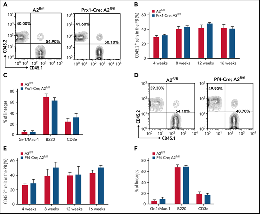 ANGPTL2 derived from other niche cells or HSCs has no effect on HSC activities. (A-B) The repopulation ability of donor cells isolated from primary Angptl2fl/fl or Prx1-Cre; Angptl2fl/fl recipient mice was determined by flow cytometric analyses (A) at the indicated time points after transplantation (B; n = 5). (C) The multilineage contribution of donor cells in peripheral blood was quantified at 16 weeks after transplantation (n = 5). (D-E) The repopulation ability of donor cells isolated from primary Angptl2fl/fl or Pf4-Cre; Angptl2fl/fl recipient mice was determined by flow cytometric analyses (D) at the indicated time points after transplantation (E; n = 5). (F) The multilineage contribution of donor cells in peripheral blood was quantified at 16 weeks after transplantation (n = 5).
