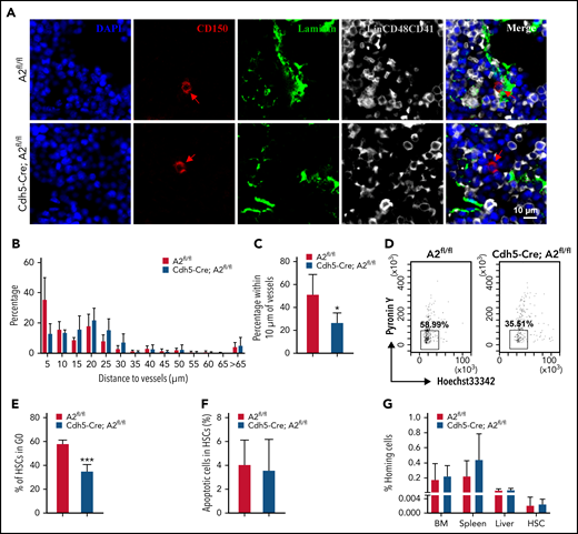 ANGPTL2-producing endothelium supports the localization of HSCs in BM niches. (A) Representative images of the localization of LT-HSCs in the BM of Angptl2fl/fl or Cdh5-Cre; Angptl2fl/fl mice. BM sections were stained to reveal Lin−CD150+CD48−CD41− LT-HSCs (red, with arrowhead), laminin-positive vessels (green), and Lin+CD41+CD48+ differentiated hematopoietic cells (gray). Scale bar, 10 μm. (B) Quantification of the frequencies of LT-HSCs localized at the indicated distance to vessels. n = 225-256 cells per group. (C) The percentages of LT-HSCs in the BM of Angptl2fl/fl and Cdh5-Cre; Angptl2fl/fl mice adjacent to laminin-positive endothelial cells (within 10 μm) are shown. A total of 225 to 256 LT-HSCs were counted (n = 4). (D) The cell cycle status of LT-HSCs from Angptl2fl/fl and Cdh5-Cre; Angptl2fl/fl mice was determined by staining with Hoechst 33342 and pyronin Y. (E) The percentages of the G0 fraction in panel D are shown (n = 4). (F) The apoptotic status of LT-HSCs from Angptl2fl/fl or Cdh5-Cre; Angptl2fl/fl mice was measured by using Annexin V and 7-AAD staining (n = 4). (G) BM cells from Angptl2fl/fl and Cdh5-Cre; Angptl2fl/fl mice were labeled with CFSE and transplanted into lethally irradiated recipient mice. The percentage of CFSE+ cells in the BM, spleen and liver or CFSE+ LSK cells in the BM was determined by flow cytometric analysis 16 hours later (n = 5. *P < .05; ***P < .001.