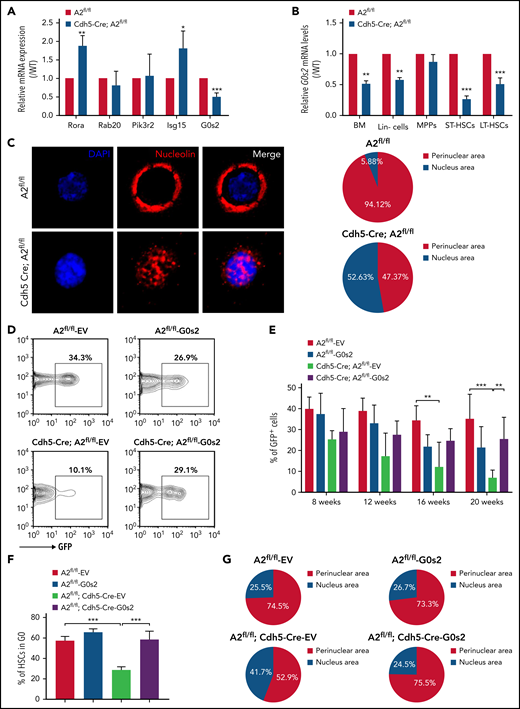 ANGPTL2 supports HSC function by sustaining the level of G0S2. (A) Relative mRNA expression of potential candidates (Rora, Rab20, Pik3r2, Isg15, and G0s2) in LT-HSCs purified from Angptl2fl/fl and Cdh5-Cre; Angptl2fl/fl mice as measured by quantitative RT-PCR (n = 3). (B) Relative mRNA expression of G0s2 in total BM cells, Lin− cells, MPPs, short-term HSCs, and LT-HSCs from Angptl2fl/fl and Cdh5-Cre; Angptl2fl/fl mice as measured by qRT-PCR (n = 3). (C) Nucleolin expression (red) in LT-HSCs from Angptl2fl/fl and Cdh5-Cre; Angptl2fl/fl mice was examined by immunofluorescence staining. Representative images are shown on the left. A total of 17 to 19 LT-HSCs were evaluated in the Angptl2fl/fl and Cdh5-Cre; Angptl2fl/fl groups (right, n = 3). (D) Representative flow cytometric analyses for the repopulation of HSCs from Angptl2fl/fl and Cdh5-Cre; Angptl2fl/fl mice with/without G0s2 overexpression (GFP+ cells) 16 weeks after transplantation. (E) The quantification data of the donor contribution at the indicated time points after transplantation are shown (n = 5). (F) The cell-cycle status of LT-HSCs from Angptl2fl/fl and Cdh5-Cre; Angptl2fl/fl mice with/without G0s2 overexpression was determined by staining with Hoechst 33342 and pyronin Y. The percentages of the G0 fraction are shown (n = 3). (G) Nucleolin localization in LT-HSCs from Angptl2fl/fl and Cdh5-Cre; Angptl2fl/fl mice with/without G0s2 overexpression was examined by immunofluorescence staining. A total of 45 to 55 LT-HSCs were analyzed. *P < .05; **P < .01; ***P < .001.