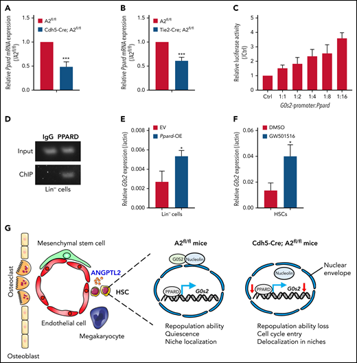ANGPTL2 regulates G0s2 expression through Ppard. (A) Relative Ppard mRNA expression in LT-HSCs from Angptl2fl/fl and Cdh5-Cre; Angptl2fl/fl mice as measured by quantitative RT-PCR (n = 3). (B) Relative Ppard mRNA expression in LT-HSCs from Angptl2fl/fl and Tie2-Cre; Angptl2fl/fl mice as measured by quantitative RT-PCR (n = 3). (C) Relative luciferase activities were determined in 32D cells cotransfected with the Ppard plasmid and luciferase reporter containing the G0s2 promoter (n = 3). (D) Chromatin immunoprecipitation (ChIP) assays were performed in Lin− BM cells. The G0s2 promoter regions bound to endogenous PPARD were measured by PCR. (E) The G0s2 mRNA expression levels in Ppard-overexpressing (Ppard-OE) Lin− BM cells were detected by qRT-PCR (n = 3). (F) The G0s2 mRNA expression levels were measured in LT-HSCs upon the treatment with PPARD agonist (GW501516) for 24 hours by qRT-PCR (n = 3). (G) Schematic diagram of the working model for the role of endothelial cell-derived ANGPTL2 in HSC stemness. *P < .05; ***P < .001.