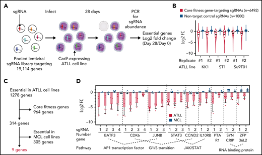 Genome-wide loss-of-function CRISPR screening identifies 9 essential genes in ATLL cell lines. (A) Outline of the workflow of the genome-wide loss-of-function CRISPR screening in this study. (B) Violin plot indicating the distribution of log2 fold change values for core fitness gene targeting sgRNAs colored in red or for nontarget control sgRNA colored in blue. Black horizontal lines indicate median values. (C) Essential gene selection flowchart. (D) Log2 fold change values for 9 essential genes identified in whole-genome CRISPR library screen. sgRNAs with at least a log2 fold change of 0.5 with at least 2 sgRNAs per gene in all 3 ATLL lines were selected. Data were shown as average fold changes from duplicated assays in 3 ATLL cell lines.
