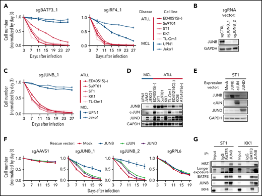 BATF3 and JUNB are essential AP-1 factors in ATLL cells. (A) The indicated cell lines were infected with a lentivirus expressing sgBATF3_1 and sgIRF4_1 together with GFP. Shown is the fraction of GFP-positive cells over time relative to the GFP-positive fraction on day 3. (B) Immunoblot analysis of JUNB protein in sgJUNB-transduced ST1. (C) Toxicity assay using sgJUNB_1 was done as in Figure 2A. (D) Immunoblot analysis of JUNB, c-JUN, and JUND proteins in ATLL and MCL cell lines. (E) Immunoblot analysis of JUNB, c-JUN, and JUND proteins in ST1 ATLL cells transduced with indicated cDNA-expressing vectors. (F) ST1 cells were transduced with retroviruses expressing an sgRNA-resistant JUNB, JUN, JUND together with puromycin-resistance gene or with an empty vector expressing puromycin-resistance gene. After puromycin selection of transduced cells, cells were subsequently transduced with lentiviruses coexpressing GFP and either sgJUNB_1 or sgJUNB_2. sgAAVS1 and sgRPL6 were used as a negative and positive control sgRNA, respectively. The GFP-positive cell fraction was monitored as in Figure 2A. (G) Coimmunoprecipitation assay was performed by using anti-BATF3 antibody or anti-JUNB antibody. Immunoprecipitates were analyzed by immunoblot with anti-HBZ, anti-BATF3, anti-JUNB, or anti-IRF4 antibodies. Error bars represent the SEM of replicates (A,C,F).
