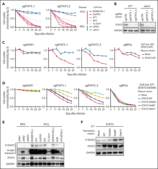 STAT3 is an essential molecule in JAK/STAT signaling in ATLL. (A) The indicated cell lines were infected with a lentivirus expressing sgSTAT3_1 and sgSTAT3_2 together with GFP. The GFP-positive cell fraction was monitored as in Figure 2A. (B) Immunoblot analysis of STAT3 protein in sgSTAT3-transduced ST1 and Jeko1. (C-D) KK1 cells were transduced with retroviruses expressing an sgRNA-resistant STAT3-WT or with empty vector (C). ST1 cells were transduced with lentiviruses expressing an sgRNA-resistant STAT3-WT, STAT3-D556N, STAT3-Y640F, STAT3-D661Y together with puromycin-resistance gene or with an empty vector expressing puromycin-resistance gene. (D) After puromycin selection of transduced cells, cells were subsequently transduced with lentiviruses coexpressing GFP and either sgSTAT3_1 or sgSTAT3_2. sgAAVS1 and sgRPL6 were used as a negative and positive control sgRNA, respectively. The GFP-positive cell fraction was monitored as in Figure 2A. (E) Immunoblot analysis of STAT3 protein in ATLL and MCL cell lines. (F) Immunoblot analysis of STAT3 protein in ST1 ATLL cells transduced with indicated cDNA-expressing vectors. Error bars represent the SEM of replicates (A,C-D).