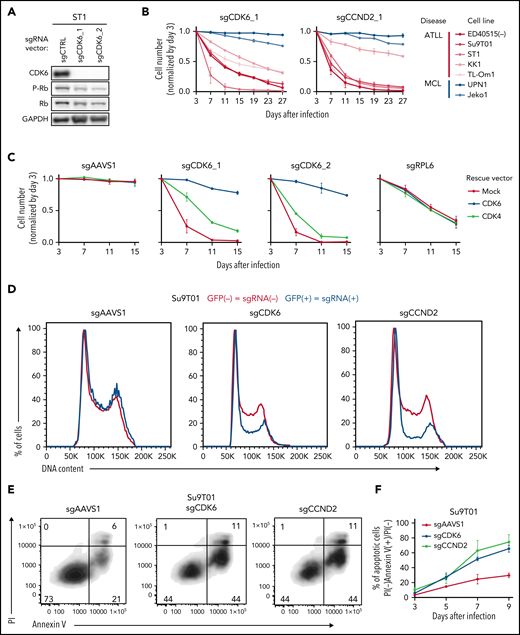 CDK6 and CCND2 are essential molecules in G1/S transition in ATLL cells. (A) Immunoblot analysis of CDK6 and RB protein in sgCDK6-transduced ST1. (B) The indicated cell lines were infected with a lentivirus that expresses sgCDK6_1 and sgCCND2_1 together with GFP. The GFP-positive cell fraction was monitored as in Figure 2A. (C) ST1 cells were transduced with retroviruses expressing an sgRNA-resistant CDK6, CDK4 together with puromycin-resistance gene or with an empty vector expressing puromycin-resistance gene. After puromycin selection of the transduced cells, cells were subsequently transduced with lentiviruses coexpressing GFP and either sgCDK6_1 or sgCDK6_2. sgAAVS1 and sgRPL6 were used as a negative and positive control sgRNA, respectively. The GFP-positive cell fraction was monitored as in Figure 2A. (D) Su9T01 cells were transduced with vectors coexpressing GFP and either sgCDK6_1 and sgCCND2_1. DNA content was analyzed in the GFP-positive fraction (blue, the cells have sgRNA) and GFP-negative cell fraction (red, the cells don’t have sgRNA) on day 5 after sgRNA transduction. (E) The percentages of apoptotic cells were detected by analyzing Annexin V and propidium iodide (PI) on flowcytometry on day 5 after sgRNA transduction. (F) The ratio of PI(-)Annexin V(+) cells/PI(-) Su9T01 cells transduced with indicated sgRNAs were monitored over time. (G) ST1 cells were transduced with retroviruses expressing an sgRNA-resistant CCND2, CCND1, CCND3 together with puromycin-resistance gene or with an empty vector expressing puromycin-resistance gene. After puromycin selection of the transduced cells, cells were subsequently transduced with lentiviruses coexpressing GFP and either sgCCND2_1 or sg CCND2_2. sgAAVS1 and sgRPL6 were used as a negative and positive control sgRNA, respectively. The GFP-positive cell fraction was monitored as in Figure 2A. (H) Immunoblot analysis of CCND1, CCND2, CCND3, CDK4, and CDK6 proteins in ATLL and MCL cell lines. (I) CCND1, CCND2, CCND3, CDK4, and CDK6 mRNA expression values on indicated Affymetrix microarray probe in primary ATLL, ALK+ALCL, and PTCL-NOS samples. Error bars represent mean with the SD. Error bars represent the SEM of replicates (B-C,F-G). *P < .05, **P < .01, ***P < .001.