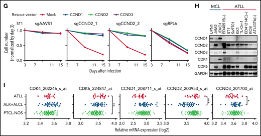 CDK6 and CCND2 are essential molecules in G1/S transition in ATLL cells. (A) Immunoblot analysis of CDK6 and RB protein in sgCDK6-transduced ST1. (B) The indicated cell lines were infected with a lentivirus that expresses sgCDK6_1 and sgCCND2_1 together with GFP. The GFP-positive cell fraction was monitored as in Figure 2A. (C) ST1 cells were transduced with retroviruses expressing an sgRNA-resistant CDK6, CDK4 together with puromycin-resistance gene or with an empty vector expressing puromycin-resistance gene. After puromycin selection of the transduced cells, cells were subsequently transduced with lentiviruses coexpressing GFP and either sgCDK6_1 or sgCDK6_2. sgAAVS1 and sgRPL6 were used as a negative and positive control sgRNA, respectively. The GFP-positive cell fraction was monitored as in Figure 2A. (D) Su9T01 cells were transduced with vectors coexpressing GFP and either sgCDK6_1 and sgCCND2_1. DNA content was analyzed in the GFP-positive fraction (blue, the cells have sgRNA) and GFP-negative cell fraction (red, the cells don’t have sgRNA) on day 5 after sgRNA transduction. (E) The percentages of apoptotic cells were detected by analyzing Annexin V and propidium iodide (PI) on flowcytometry on day 5 after sgRNA transduction. (F) The ratio of PI(-)Annexin V(+) cells/PI(-) Su9T01 cells transduced with indicated sgRNAs were monitored over time. (G) ST1 cells were transduced with retroviruses expressing an sgRNA-resistant CCND2, CCND1, CCND3 together with puromycin-resistance gene or with an empty vector expressing puromycin-resistance gene. After puromycin selection of the transduced cells, cells were subsequently transduced with lentiviruses coexpressing GFP and either sgCCND2_1 or sg CCND2_2. sgAAVS1 and sgRPL6 were used as a negative and positive control sgRNA, respectively. The GFP-positive cell fraction was monitored as in Figure 2A. (H) Immunoblot analysis of CCND1, CCND2, CCND3, CDK4, and CDK6 proteins in ATLL and MCL cell lines. (I) CCND1, CCND2, CCND3, CDK4, and CDK6 mRNA expression values on indicated Affymetrix microarray probe in primary ATLL, ALK+ALCL, and PTCL-NOS samples. Error bars represent mean with the SD. Error bars represent the SEM of replicates (B-C,F-G). *P < .05, **P < .01, ***P < .001.