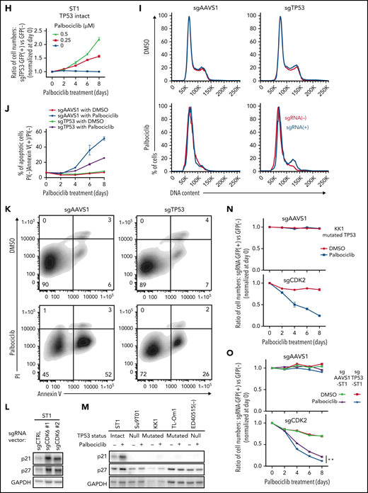 CDK4/6 inhibitor palbociclib inhibits ATLL cell proliferation and survival. (A) Viable cells were measured by the MTS assay for the indicated ATLL, ALK+ALCL, and MCL cell lines treated with palbociclib for 4 days. (B) Immunoblot analysis of phosphorylated Rb protein in ST1 and Su9T01 cells treated with palbociclib for 24 hours is shown. (C) DNA content was analyzed in ST1 ATLL cells treated with 1 μM of palbociclib for 24 hours. (D) Apoptotic cells were detected by analyzing Annexin V and propidium iodide (PI) on flowcytometry on day 4 after palbociclib treatment with 1 μM. (E) The ratio of PI(-)Annexin V(+) cells/PI(-) cells was monitored over time. (F) IC50 values for palbociclib in TP53-altered and TP53-intact ATLL cell lines are shown. (G) Viable cells were measured by the MTS assay for the indicated ATLL cell lines treated with the indicated concentrations of palbociclib and APR-246 for 4 days. (H) Cells were infected with a lentivirus expressing sgTP53 together with GFP, followed by treatment with palbociclib at the indicated concentrations. Shown is the fraction of GFP-positive cells at indicated time points normalized to day 0. (I) Cells were infected with a lentivirus expressing sgTP53 or control sgAAVS1 together with GFP, then treated with 1 μM of palbociclib for 24 hours. DNA content was analyzed in the GFP-positive fraction (blue, the cells have sgRNA) and GFP-negative cell fraction (red, the cells don’t have sgRNA). (J-K) Cells were infected with a lentivirus that expresses sgTP53 or control sgAAVS1 together with puromycin-resistant gene. After puromycin selection of the transduced cells, cells were grown in the culture media without puromycin for several days to recover the cell condition well. Then the cells were treated with 1 μM of palbociclib, and apoptotic cells were detected by analyzing Annexin V and propidium iodide (PI) on flowcytometry over time (J). Representative density plot illustrating the apoptotic cells on day 6 after palbociclib treatment (K). (L) Immunoblot analysis of p21 and p27 proteins in sgCDK6-transduced ST1. (M) Immunoblot analysis of p21 and p27 proteins in palbociclib-treated ATLL cell lines. TP53 status for each line is shown below the cell line name. (N) KK1 cells were infected with a lentivirus that expresses sgCDK2 or control sgAAVS1 together with GFP, followed by treatment with palbociclib (0.25 μM). Shown is the fraction of GFP-positive cells over time relative to the GFP-positive fraction on day 0. (O) ST1 cells were infected with a lentivirus expressing sgTP53 or control sgAAVS1 together with puromycin-resistance gene. After puromycin selection, cells were infected with a lentivirus expressing sgCDK2 or control sgAAVS1 together with GFP, followed by treatment with palbociclib (0.25 μM). Shown is the fraction of GFP-positive cells over time relative to the GFP-positive fraction on day 0. Error bars represent the SEM of replicates (A,E-H,J,N-O). **P < .01.