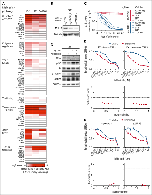 MTOR is a targetable vulnerability in ATLL, and the combination of palbociclib with mTORC1 inhibitors is synergistically toxic for ATLL cells. (A) Heatmap of gene essentialities identified in genome-wide CRISPR library screening. The genes were manually selected among genes in T-cell lymphoma-related molecular pathway. (B) Immunoblot analysis of MTOR proteins in sgMTOR-transduced ST1 cells. (C) The indicated cell lines were infected with a lentivirus expressing sgMTOR or control sgAAVS1 together with GFP. The GFP-positive cell fraction was monitored as in Figure 2A. (D) Immunoblot analysis of phosphorylated S6 and phosphorylated 4EBP1 proteins in sgTP53-transduced ST1 cells treated with palbociclib (1 μM) for 4 hours. (E) Upper panel: viable cells were measured by the MTS assay for the indicated ATLL cell lines treated with the indicated concentrations of palbociclib and everolimus for 4 days. Lower panel: a combination index is shown. Lower than 1.0 indicates a synergistic effect. (F) Upper panel: viable cells were measured by the MTS assay for sgTP53- or control sgAAVS1-transduced ST1 cells treated with the indicated concentrations of palbociclib and everolimus for 4 days. Lower panel: a combination index is shown. Lower than 1.0 indicates a synergistic effect. (G,H) Immunoblot analysis of phosphorylated Rb (G), phosphorylated S6 (H), and phosphorylated 4EBP1 proteins (H) in ST1 and KK1 cells treated with palbociclib (0.5 μM and 1.25 μM, respectively) and everolimus (2.5 μM) for 24 hours. Error bars represent the SEM of replicates (C,E-F).