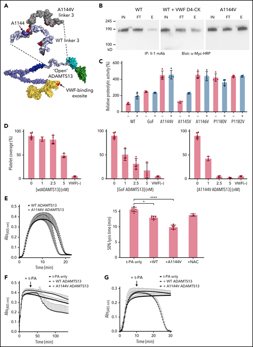 Characterization of novel ADAMTS13 variants with constitutive activity. (A) Three-dimensional model of the “open” conformation of ADAMTS13 was constructed using the disintegrin-like domain, thrombospondin type-1 motif, cysteine–rich domain, and spacer domain (DTCS) crystal structure (PDB 3GHM38), homology modeling of the MP-Dis domains, homology modeling of the CUB domains, and the thrombospondin-1 type 1 repeat crystal structure (PDB 1LSL39). Modeling of the linker-3 regions in wtADAMTS13 and Ala1144Val ADAMTS13 was performed using Pymol 2.4. (B) Conformation-dependent immunoprecipitation of ADAMTS13-Myc/His6 proteins. Equal volumes of starting material (IN), the unbound fraction (FT), and immunoprecipitated protein (E) were loaded for comparison. (C) The proteolytic activities of each ADAMTS13 variant were determined using the FRETS-VWF73 assay, performed in the absence (−) and presence (+) of the VWF D4-CK domain fragment. All activities were normalized to that of wtADAMTS13 and are presented as mean plus or minus standard deviation (n = 3-4). (D) The extent of VWF-mediated platelet capture under parallel flow was performed in the presence of increasing concentrations of ADAMTS13 (WT, GoF, or Ala1144Val). Results are presented as mean plus or minus standard deviation (n = 3-5). In each plot, ADAMTS13− (n = 6) and VWF− (n = 3) controls are included for comparison. (E) Fibrinolysis curves were generated by measuring the absorbance of normal human plasma following the addition of thrombin and t-PA, alone or in combination with wtADAMTS13, Ala1144Val ADAMTS13, or NAC. Each timepoint represents the mean ± standard deviation of 6 independent experiments. Individual plots were used to determine lysis times which were compared by ordinary 1-way analysis of variance (ANOVA) with Dunnett’s test of multiple comparisons. *P < .05, ****P < .0001. (F-G) The fibrinolysis assay was adapted to allow thrombin-induced fibrin formation to occur before the addition of t-PA and ADAMTS13. This was performed in a plasma-based assay (F) and purified fibrinogen-based assay (G). Curves are presented as the mean plus or minus standard deviation of 3 independent experiments.
