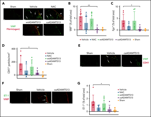 Potent thrombolytic and antiplatelet activity of caADAMTS13 following distal thrombotic MCAo in mice. (A) The extent of VWF and fibrin(ogen) deposition at the site of the MCAo (#) and in the downstream vessels (white arrows) was visualized by immunofluorescence (IF). (B-C) Thresholded single-channel images were used to quantify the total area of VWF and fibrin(ogen)+ staining, which was normalized for background fluorescence using an equivalent area of the contralateral hemisphere. (D) The number of CD41+ particles, with an area greater than 0.2 μm2, was measured using automated particle counting applied to thresholded images in ImageJ. (E) Platelet aggregates (positive for both VWF and CD41) in the penetrating arterioles are indicated by white arrows. (F-G) The extent of ET-1 staining in the pial vessels was visualized by IF (white arrows) and was quantified/normalized using the same procedure. All images are a representative field of view, chosen to visualize the main site of thrombosis, isolated from whole-brain imaging performed using Slidescanner. Scale bars, 100 μm. Error bars represent mean ± standard deviation. Single comparisons were performed using an unpaired Student t test. *P < .05, **P < .01.
