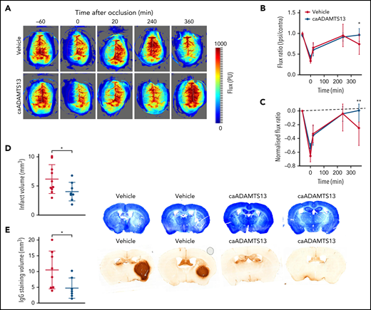 Delayed administration of caADAMTS13 restores CBF, reduces infarct volume, and attenuates IgG leakage at 6 hours post-I/R injury in mice. (A) Representative LCSI raw data with defined ipsilateral and contralateral ROIs. (B) Ratios of ipsilateral and contralateral flux values (mean ± standard deviation, n = 8-10) are shown for each time point confirming transient occlusion of the MCA at time = 0 as indicated by flux ratios <0.5 in both treatment groups. (C) Flux ratios were normalized to that of the baseline measurement (dotted line). Error bars represent mean ± standard deviation. Divergence of flux ratios between the 2 treatment groups at each imaging time point was assessed using 2-way ANOVA followed by Sidak’s multiple comparisons test. *P < .05, **P < .01. (D-E) Infarct volume and IgG staining volume, respectively, were determined from whole-brain imaging performed using Slidescanner. Shown are representative images, at an approximately equivalent coronal level, for 2 animals in both treatment groups. Single comparisons were performed using an unpaired Student t test. *P < .05.