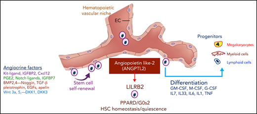 The balanced supply of stimulatory and inhibitory angiocrine factors choreograph the self-renewal and differentiation of HSCs and HSPCs. Secretion of ANGPTL2 specifically by vascular niche endothelial cells within the hematopoietic microenvironment supports the maintenance of HSCs and recovery from myeloablation. ANGPTL2, through interaction with leukocyte immunoglobulin-like receptor B2 (LILRB2) expressed on HSCs, switches on the expression of PPARD and G0s2, thereby dictating the homeostatic equilibrium of HSCs. G-CSF, granulocyte colony-stimulating factor; GM-CSF, granulocyte-macrophage colony-stimulating factor; IL-7, interleukin 7; M-CSF, macrophage colony-stimulating factor; TGF β, transforming growth factor β; TNF, tumor necrosis factor.