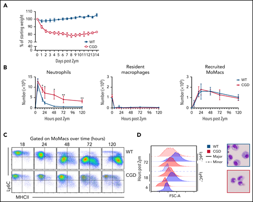 Heightened and sustained inflammation in CGD. Zymosan was delivered i.p. to WT and gp91phox-/y mice to induce peritonitis. (A) Mice were monitored for weight loss over time as a percentage of starting weight. (B) Enumeration of neutrophils, Resident peritoneal macrophages, and recruited monocyte-derived macrophages (MoMacs) from peritoneal lavage over time. Cell counts were derived from flow cytometry (as described in supplemental Figure 2) and hemocytometer counting. (C) Ly6C and MHCII expression by WT (top) and CGD (bottom) MoMacs during peritonitis. (D) MoMac cell size over time measured by forward scatter area (FSC-A) and by cytospin. Blue denotes WT cells, red denotes CGD. Filled histograms or dashed lines represent major and minor MoMac populations, respectively. Cytospins were performed at 72 hours post–zymosan injection (post Zym), and images were acquired by using an Olympus BX15 microscope at 40× original magnification (cropped images shown). Graphs show mean per group ± standard error and are representative of 5 experiments. *P < .05, **P < .01.
