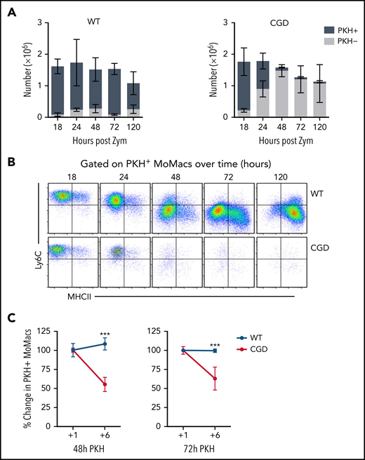 CGD MoMacs are continuously recruited into the peritoneal cavity. (A) PKH injection was performed at 17 hours post–zymosan injection (post Zym), and PKH-positive (+) and PKH-negative (–) MoMacs were enumerated at the indicated time points from WT (left) and CGD mice (right). (B) Phenotype of PKH+ MoMacs over time in WT (top) and CGD mice (bottom). (C) PKH injection was performed at either 48 (left) or 72 (right) hours post Zym, and percent PKH+ MoMacs were analyzed 1 or 6 hours later; data shown are normalized to the percent labeling 1 hour after PKH injection. All data shown are mean ± standard error of the mean and represent n = 5 to 8 mice per group, summarized from at least 2 independent experiments. ***P < .001 comparing WT and CGD.