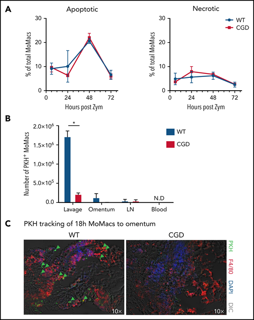 CGD MoMac turnover is not the result of cell death or migration to lymph nodes, circulation, or omenta. (A) Percentages of apoptotic (right) and necrotic (left) MoMacs were calculated from peritoneal lavage at the indicated times post–zymosan injection (post Zym) by staining with Annexin V and Sytox Blue. Data represent n = 3 to 5 mice per group; shown as mean ± standard error of the mean. (B-C) WT and CGD mice were injected with PKH at 18 hours post–zymosan injection (post Zym), and tissues were collected 24 hours later (42 hours post Zym). (B) Number of PKH+MoMacs recovered from each of the indicated tissues. Bars show mean ± standard error with n = 3 to 5 mice per group representative of 2 independent experiments (*P < .05). (C) Sections of omenta from WT (left) or CGD (right) were stained as indicated. PKH+ F4/80+ MoMacs from the peritoneal cavity are denoted by green arrows; original magnification, 10×. Images were acquired by using a Marianas fluorescence microscope and analyzed by using SlideBook software (3i). DAPI, 4′,6-diamidino-2-phenylindole; DIC, differential interference contrast; N.D., not detected.