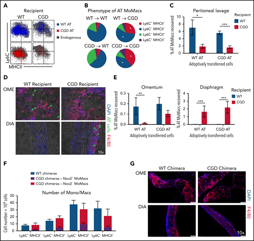 External milieu drives MoMac behavior. Total peritoneal lavage cells were isolated from donor mice at 18 hours post–zymosan injection and adoptively transferred (AT) into peritonea of time-matched recipient mice. Recovery and phenotype of AT MoMacs were assessed 24 hours after adoptive transfer (42 hours post–zymosan injection). (A) Phenotype of MoMacs from WT (blue) or CGD (red) donor mice AT into WT (left) or CGD (right) recipient animals, overlaid onto MoMacs of the recipient animal (gray). (B) Pie charts show the percentage of total AT MoMacs with the indicated phenotype. Reported statistics represent results of analysis with reference to the transfer of WT PL cells into WT recipient animals. (C) Recovery in peritoneal lavage of AT MoMacs as a percentage of the input MoMac number, from either WT (blue) or CGD (red) recipient animals. (D) Immunofluorescence analysis of omentum (OME, top) and diaphragm (DIA, bottom) tissues stained as indicated. Green arrows indicate the location of AT CGD MoMacs in WT omentum and associated with CGD diaphragm. Original magnification, 10×. (E) Recovery of AT MoMacs in omentum (left) or diaphragm (right) digests analyzed by flow cytometry. Note difference in the y-axis. (F and G) WT and CGD mixed bone marrow chimeras (supplemental Figure 7 describes experimental design) were administered i.p. zymosan and harvested at 96 hours after zymosan injection. Peritoneal lavage fluid was assessed by flow cytometry, and diaphragm and omentum were assessed by immunofluorescence. (F) Number of MoMacs, subsetted based on Ly6C and MHCII expression, in WT (blue) and CGD (red and purple) chimeras. MoMacs within the CGD chimeras were further separated based on Nox2 expression, either Nox2-sufficient (purple) or Nox2-deficient (red). (G) Immunofluorescence staining of omentum (left) and diaphragm (right) from WT (top) and CGD (bottom) mixed chimeras. All images were 10× original magnification; they were acquired by using an Olympus VS200 and analyzed by using VS200 ASW software. All data represent 8 to 10 mice per group over 2 to 3 independent experiments. Error bars indicate standard error of the mean. *P < .05, **P < .01, ***P < .001. DAPI, 4′,6-diamidino-2-phenylindole; DIC, differential interference contrast.