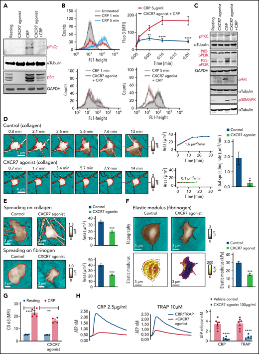 CXCR7 agonist–induced changes in platelet lipidome affect activatory mediators and functional response. (A) Western blot analysis showing phosphorylation of PLCγ and Src family kinases in response to CRP (5 µg/mL) stimulation for 10 minutes at room temperature in presence/absence of CXCR7 agonist (100 µg/mL) or vehicle control (1% DMSO) given as a pretreatment of 15 minutes at room temperature. (B) Flow cytometric histogram overlays and data showing CRP (5 µg/mL)-induced intraplatelet calcium mobilization detected with Fluo-3 am (5 µM) in presence/absence of CXCR7 agonist (100 µg/mL)/vehicle control in whole blood assay gating for platelet-specific marker CD42b (anti-human CD42b-PE). Data are mean ± SEM from 5 experiments; **P < .0077, ****P < .0001 vs CRP using ANOVA followed by Bonferroni’s multiple comparison test. (C) Phosphorylation of PKC, PI3K, Akt, and p38MAPK triggered by CRP (5 µg/mL) in presence/absence of CXCR7 agonist (100 µg/mL)/vehicle control (1% DMSO). In panels A and C, data are representative of 3 western blots. (D) SICM imaging showed reduced initial spreading rate on collagen (100 µg/mL)-coated surfaces in presence/absence of CXCR7 agonist (50 µg/mL) or vehicle control (0.1% DMSO). (E) Decreased final spreading area of CXCR7 agonist (50 µg/mL)-treated platelets on collagen- and fibrinogen (100 µg/mL)-coated surfaces with respect to vehicle control. Data are mean ± SEM from 3 experiments. Student t test; *P < .05, ***P < .001. (F) SICM stiffness mapping showing reduced elastic modulus of platelets pretreated with CXCR7 agonist (50 µg/mL) while interacting with fibrinogen-coated surfaces. Plots show geometric mean ± SEM from 3 experiments. Student t test, ***P < .001. Number of platelets: 5 to 6 in panel D, 18 to 24 in panel E, and 25 to 31 in panel F. (G) Surface expression of CD63 (δ-granule release, anti-human CD63-FITC) detected by flow cytometry following CRP (5 µg/mL)-induced activation for 30 minutes at room temperature in presence/absence of CXCR7 agonist (100 µg/mL)/vehicle control (1% DMSO) given as a pretreatment of 30 minutes at room temperature. Data are mean ± SEM from 4 experiments; **P < .002, ****P < .0001 using ANOVA followed by Sidak’s multiple comparison text. (H) CRP (2.5 µg/mL) and TRAP (10 µM) induced release of ATP from δ-granules in presence/absence of CXCR7 agonist (100 µg/mL)/vehicle control ascertained by lumi-aggregometry. Extracellular ATP released from activated platelets was assessed employing the luciferase bioluminescent assay, and the amount of ATP release was calculated using the exogenously added ATP standard with aggrolink-8 software (ChronoLog). (I) Corresponding aggregatory response to CRP (2.5 µg/mL) and TRAP (10 µM) for a duration of 10 minutes at 37°C and under a stirring speed of 1000 revolutions per minute (RPM) in presence/absence of CXCR7 agonist (100 µg/mL)/vehicle control. In panels H through I, data are mean ± SEM from 6 experiments with healthy donors; ***P = .0002, ****P < .0001 using ANOVA followed by Sidak’s multiple comparison text. Washed human (200 × 106/sample) and murine (100 × 106/sample) were preincubated with CXCR7 agonist (100 µg/mL) or vehicle control (1% DMSO) for 30 minutes and thereafter stimulated with platelet agonists as specified below for 30 and 15 minutes, respectively, at room temperature. Samples were then centrifuged to collect activated platelet supernatant. Violin plots (line denotes median) showing release of inflammatory mediators from (J) CRP (5 µg/mL)-activated human (Legendplex human 13-plex inflammation panel) and (K) thrombin (0.1 U/mL)-activated murine platelets (Legendplex murine 13-plex inflammation panel) evaluated by cytometric bead arrays. In panels J and K, *P < .05, **P < .01, ****P < .0001 using Mann-Whitney U test for each analyte. Data are plotted as mean ± SEM from 5 healthy donors in panel J and from 10 mice in panel K. DMSO, dimethyl sulfoxide.