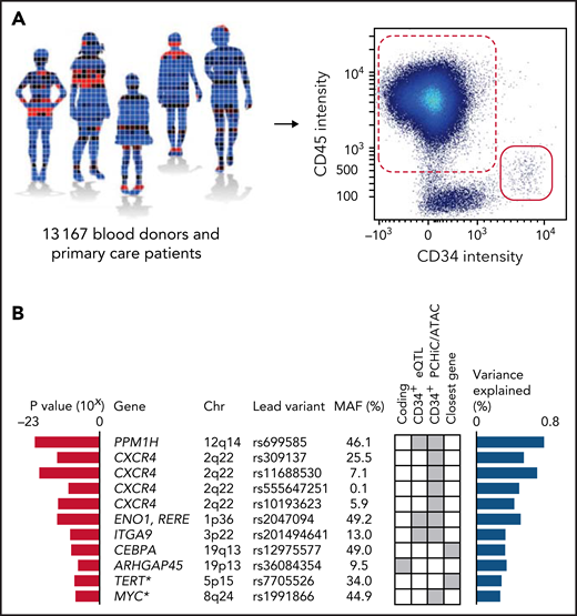 GWAS. (A) A GWAS was performed on blood CD34+ cell levels in 13 167 individuals, including 10 949 of Swedish ancestry and 2218 of non-Swedish European ancestry. The CD34+ level was defined as the number of CD34+ cells (red solid) divided by the number of CD45+ mononuclear cells (red dashed) (supplemental Figure 2). (B) In a combined analysis of the individuals of Swedish ancestry and the individuals of non-Swedish European ancestry, 9 significant and 2 suggestive (asterisks) associations (having P values within one order of magnitude from Bonferroni thresholds) were identified (supplemental Tables 5-8). The listed variants are the most significant (lead) variants for each association. Red bars indicate P values for association with blood CD34+ cell levels for the lead variants in the combined analysis. Blue bars indicate proportion of variance explained. Gene names indicate the likely candidate genes of each association. Genes were prioritized as candidate genes if they: (1) had a coding variant within the 99% credible set of probable causal variants (supplemental Table 9); (2) had a cis-eQTL in CD34+ cells (supplemental Table 10); or (3) the credible set contained a regulatory variant that maps either to the promoter or to a region with a chromatin looping interaction with the promoter in CD34+ cells. If none of these criteria were fulfilled, the closest gene was prioritized. The criterion used to call each gene a candidate gene is indicated by gray squares in the matrix. MAF, minor allele frequency.