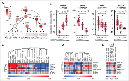 Effects on gene expression in HSPCs. (A) LD score regression shows enrichments of heritability in regions with accessible chromatin in HSPC subpopulations (red nuance indicates –log10P value). (B) cis-eQTLs at PPM1H, ENO1, RERE, and ITGA9 identified RNA-seq data for CD34+ cells from 155 blood donors (supplemental Table 10). Data are residual fragments per kilobase of transcript per million mapped reads (FPKM) values after correction for 10 expression principal components. Wedges indicate directions of effects on blood CD34+ cell levels for the same variant. (C) Candidate gene expression in single-cell messenger RNA-seq data from 35 582 blood and bone marrow mononuclear cells17 (supplemental Figures 9 and 10). ARHGAP45 was not represented in this data set. (D-E) Average expression of candidate genes across different cell clusters in single-cell Cellular Indexing of Transcriptomes and Epitopes by Sequencing data for 4905 lineage-negative CD34+ cells from adult bone marrow.18 In panel D, the 4905 cells have been clustered according to RNA-seq pattern (supplemental Figure 11). In panel E, the cells were instead clustered by gating using the sequence counts for the tags derived from antibodies to the CD38, CD45RA, CD90, CD123, and CD10 cell surface markers, as indicated at the upper edge of the heatmap (supplemental Figure 12). B, B cells; Baso, basophil; CD4, CD4+ T cells; CD8, CD8+ T cells; CLP, common lymphoid progenitors; Cyc, cycling cells; DC, dendritic cells; ERY, erythroid progenitors; GMP, granulocyte-monocyte progenitors; LMPP, lymphoid-primed multipotent progenitors; Mono, monocyte; PC, plasma cells; PreB, pre–B cells; Neut, neutrophil; NK, natural killer cells.