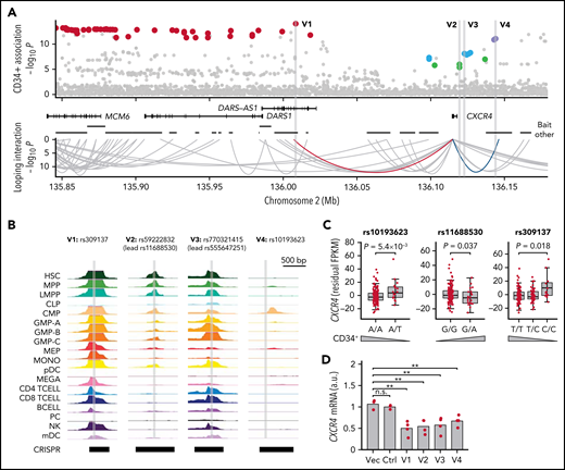 Associations with CXCR4. (A) Four independent associations were detected at 2q22. Credible sets (supplemental Table 9) indicated in red (lead variant rs309137), green (rs11688530), cyan (rs555647251), and blue (rs10193623). Using ATAC-seq and PCHi-C data, a single plausible causal variant was identified within each set. rs59222832 (“V2”; in credible set of rs11688530) and rs770321415 (“V3”; in credible set of rs555647251) map to the CXCR4 promoter region, 4.7 and 1.3 kb upstream of the transcription start site, respectively. In the other 2 credible sets, the lead variants rs309137 (“V1”) and rs10193623 (“V4”) were identified as likely causal based on looping interactions with the promoter (red and blue arches; y-axis indicates PCHi-C P-score). (B) Chromatin accessibility at putative causal variants in 18 blood cell types (y-axis indicates ATAC-seq signal): HSCs, MPPs, lymphoid-primed multipotent progenitors (LMPP), common lymphoid progenitors (CLP), common myeloid progenitors (CMP), granulocyte-monocyte progenitors (GMPs), MEPs, monocyte (MONO), megakaryocyte (MEGA), CD4+ T cells (CD4 TCELL), CD8+ T-cells (CD8 TCELL), B cells (BCELL), natural killer cells (NK), myeloid and plasmacytoid dendritic cells (mDC and pDC, respectively), and plasma cells (PC). (C) Conditional CXCR4 cis-eQTLs for the 3 common variants in our CD34+ cell RNA-seq data (n = 155). Wedges indicate directions of effects on blood CD34+ cell levels. Data are residual Fragments Per Kilobase of transcript per Million mapped reads (FPKM) values after correction for the 2 covariate lead variants and 10 principal components. P values for multivariable regression, one-sided in the direction opposite the effect on blood CD34+ cell levels of the illustrated variant. (D) CXCR4 expression in MOLM13 cells subjected to CRISPR/Cas9 editing with empty vector (Vec), a nontargeting sgRNA pair (Ctrl), or sgRNA pairs designed to delete 587 to 1421 bp regions harboring the 4 putative causal variants (3-4 biological replicates per condition) (supplemental Table 4; supplemental Figure 14). a.u., arbitrary units; mRNA, messenger RNA; n.s., not significant; **P < .01.