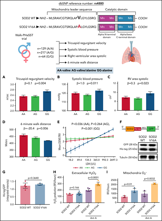 SOD2 V16A is associated with clinical markers of endothelial dysfunction and increases extracellular hydrogen peroxide and mitochondrial superoxide production. (A) Tricuspid regurgitant velocity (TRV), (B) systolic blood pressure, (C) right ventricular area at systole, (D) 6-minute walk distance of Walk-PhaSST cohort by SOD2 16th amino acid genotype, and (E) interaction between lactate dehydrogenase and TRV by SOD2 16th amino acid genotype P for interaction of LDH and genotype <.001. (F) Plasmid schematic of SOD2 lentiviral and (G) protein expression between 2 SOD2 variants. (H) Extracellular hydrogen peroxide and (I) mitochondrial reactive oxygen species produced by each SOD2 variant with and without antimycin A. Results in panels A-E are in mean with standard error of the mean. In panels A-D, β is a measure of change in outcome by each minor allele (additive model) and P values represent the test for trend. In panel E, interaction between SOD genotype and LDH was tested in a linear regression analysis. P values test the correlation between TRV and LDH in each SOD genotype. Results in panels G-I are given in mean ± standard deviation. AA represents patients with the alanine variant of SOD2, AG represents patients with the alanine/valine variant, and GG represents patients with the valine variant. LDH, lactate dehydrogenase.