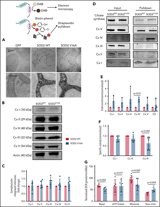 SOD2 V16A associates with complex IV of the mitochondria respiration chain, resulting in decreased complex IV activity and basal respiration in human arterial pulmonary endothelial cells. (A) Electron microscopy images of APEX-fused SOD2 variants obtained at ×100 000 magnification with JEM 1400Plus transmission electron microscope. (B-C) Western blots and quantification of mitochondria respiration chain complexes in SOD2 variants. (D-E) Western blots and fold enrichment calculations of APEX-fused SOD2 variants after biotinylating and streptavidin pulldown. (F) Enzymatic activities of complexes I, III, and IV in SOD2 variants normalized to complex V activity. (G) Mitochondria respiration of cells transduced with either SOD2 variant. Results are given in mean with standard deviation.