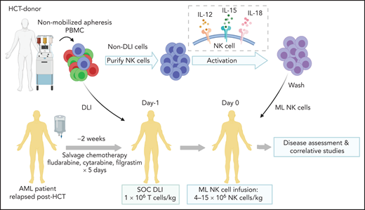 Treatment schema for clinical trial combining salvage chemotherapy, DLI, and ML NK cell infusion. Patients provided consent and were enrolled in clinical trial NCT03068819. Salvage chemotherapy with fludarabine, cytarabine, and granulocyte colony stimulating factor was administered 2 to 4 weeks before ML NK cell infusion. On day −1, a nonmobilized leukapheresis product was collected from the same donor as HCT. T-cell DLI (1 × 106 T cells per kg) was immediately infused into the patient. The remainder of the apheresis product was enriched for NK cells, which were then stimulated overnight with IL-12, L-15, and -18 to generate ML NK cells, which were infused into the patient the next day (day 0; max dose, 10 × 106 cells per kg). Disease assessment (clinical response) and adverse events were subsequently monitored, and samples for were collected for correlative experiments. SOC, standard of care.