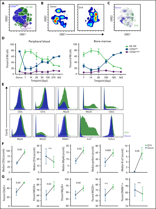 ML NK cells demonstrate prolonged persistence in vivo in patients with relapsed AML. The NK cell multidimensional phenotype was assessed by CyTOF. NK cell subsets were identified by FlowSOM and annotated based on the expression of known ML NK cell markers. (A) Representative composite viSNE demonstrating FlowSOM-gated CD56dim, CD56bright, and ML NK cells from donors and patient peripheral blood at 7 to 60 days after NK cell administration. (B) Density viSNE plot of donor NK cells (at screening) and NK cells from patient peripheral blood at day 14 after NK cell administration. (C) Overlay viSNE from panel B. (D) Summary of NK cell populations across time points in patient peripheral blood and bone marrow. (E) Representative histograms of NK cell markers from donor and patient peripheral blood NK cells at day 14 after infusion. (F-G) Summary of median (F) and percentage positive (G) of indicated markers on donor vs patient peripheral blood NK cells at day 14 after infusion. Data include peripheral blood for P-ML002, P-ML005, P-ML009, and P-ML011, along with bone marrow from P-ML008 (as peripheral blood was not available for this donor). For perforin, P-ML011 was excluded due to a technical failure. (D,F-G) Data are presented as the mean and standard error of the mean. Data were tested for normal distribution (Shapiro-Wilk) and then compared using paired t test or Wilcoxon matched-pairs signed rank test. P-values are indicated. CyTOF, cytometry by time of flight; n.s., not significant; viSNE, visual stochastic neighbor embedding.