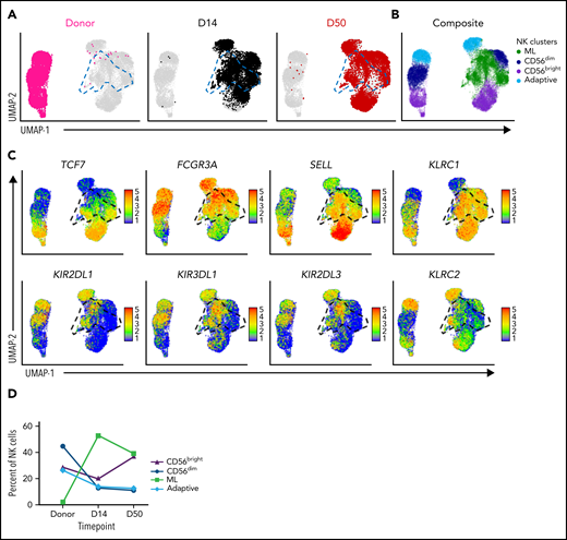 ML NK cells express a unique transcriptional signature in vivo. Single-cell RNA sequencing was performed on enriched NK cells at baseline (donor) and at time points after infusion of cells from patient samples. NK cell subpopulations were identified by unsupervised cluster analysis. Data are shown for peripheral blood for P-ML008. (A) UMAP visualization of NK cells at the indicated time points. Panels are colored by time point overlaid on composite data from all time points (gray). ML NK cells are outlined with blue dashed lines on the UMAPs. (B) UMAP of indicated NK cell populations within composite data from all time points in panel A. (C) Expression of key NK cell population identifying genes. Cells shown in order on the UMAP by expression level. Black gate denotes ML NK cell population. (D) Percentage of CD56bright, CD56dim, ML, and adaptive NK cells in the donor product (baseline, before infusion) and days 14 and 50 after infusion. UMAP, Uniform Manifold Approximation and Projection.