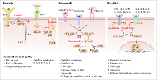 Mode of action of the 3 FDA-approved cGVHD therapies. Ibrutinib inhibits BTK, which mediates signal transduction downstream from the BCR including PLCγ2 activation and thereby blocks activation of B cells. Ibrutinib also blocks ITK, which contributes to proximal TCR signaling, activating PLCγ1, which then activates nuclear factor of activated T-cells, nuclear factor κB, and MAPK pathways, ultimately leading to T-cell activation, cytokine release, and proliferation. Belumosudil (KD025) inhibits rho-associated ROCK2, which is downstream of cytokine and growth factor receptors and integrins. ROCK2 activation promotes the production of the proinflammatory cytokines IL-21 and IL-17, inhibits Tregs, and promotes fibrosis. Ruxolitinib inhibits JAK1 and 2. JAK1 and 2 mediate downstream effects of multiple cytokines such as IL-6, IFN-γ, and common γ chain cytokine receptors. Reduced STAT1 and STAT3 activation on ruxolitinib treatment results in increased Treg numbers and lower levels of collagen deposition.