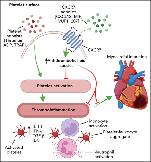 Schematic representation demonstrating that the activation of platelets elicits a thromboinflammatory response that is manifested by the release of cytokines, leukocyte activation, and the formation of platelet-leukocyte aggregates. These factors contribute to the pathogenesis of CVD, including myocardial infarction. The activation of platelet CXCR7 alters the platelet lipidome and generates lipid species that inhibit the thromboinflammatory function of platelets, thus affording protection from thrombosis and myocardial infarction. IFN-γ, interferon-γ; TGF-β, transforming growth factor-β; TNF-α, tumor necrosis factor-α. Figure created with BioRender.com.