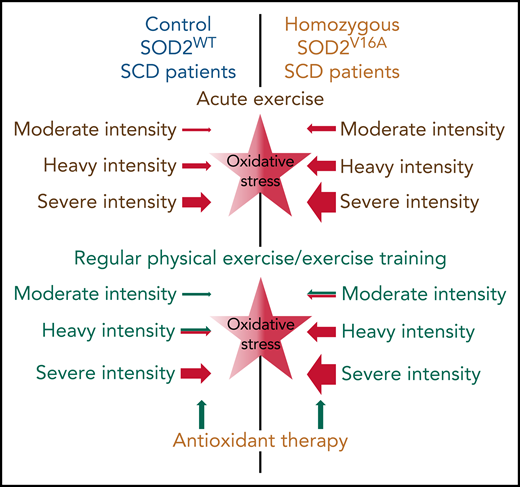 Putative basal oxidative stress (central stars) and effects of acute and regular physical exercise of different intensities on oxidative stress in patients with SCD with SOD2WT or homozygous to the SOD2V16A variant. The intensity of color (central stars) indicates the basal level of oxidative stress. Sizes of arrows indicate the putative size effect. Green and red colors indicate putative positive/blunting or negative/aggravating effects, respectively.