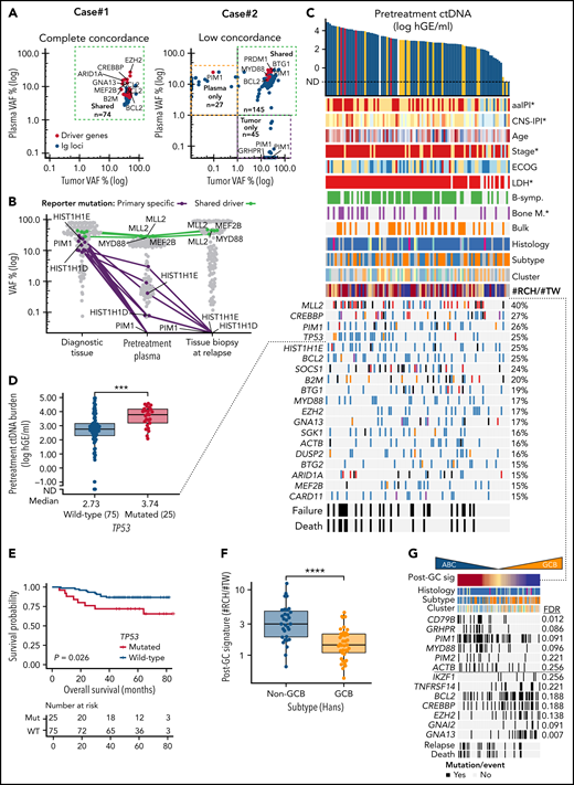Noninvasive genotyping and genomic analysis of ctDNA at diagnosis. (A) Dot plots of somatic mutations according to their variant allele frequencies (VAF) in concurrent pretreatment plasma samples (y-axis) and diagnostic tumor biopsies (x-axis) in 2 patients. Case#1 with high concordance, Case#2 with spatial heterogeneity demonstrated with both plasma- and tumor-specific mutations in addition to shared mutations. Colors of dots indicate mutations in driver genes (red) and immunoglobulin targets (blue). (B) Dot and line graph tracking somatic reporter mutations in a patient with relapse tissue biopsy sequenced. Purple color denotes reporter mutations in the diagnostic tissue biopsy (driver genes labeled) that are subclonal or not detected in concurrent pretreatment plasma sample and not present in the consecutive relapse tissue. Green color and text annotations denote drivers shared by the diagnostic and relapse biopsies. Gray dots denote other indifferent reporter mutations between the samples. (C) Oncoprint of the coding driver mutation landscape according to pretreatment ctDNA concentration. Columns represent individual patients, and rows represent different clinical variables or driver genes. Genes mutated in ≥15% of the patients included, and the percentages are indicated. Asterisks in clinical factors denote a positive association with pretreatment ctDNA concentration. (D) Box plot demonstrating the difference in pretreatment ctDNA concentration between TP53-mutated and WT patients. (E) Kaplan-Meier curve for overall survival demonstrating the poor outcomes of patients with TP53 mutations in the ctDNA at diagnosis. (F) Box plot demonstrating the different abundance of mutations with RCH and TW hypermutation signatures (y-axis, post-GC signature, #RCH:#TW ratio) between GCB and non-GCB lymphomas according to Hans’ algorithm. (G) Oncoprint with patients arranged according to post-GC signature with driver genes associated with the signature. Driver genes with Wilcoxon rank-sum P values < .05 for association are shown. FDR, false discovery rate. (H) Forest plots of multivariable Cox-proportional hazard model hazard ratios, 95% coincidence intervals, and P values for progression-free survival (PFS). Post-GC signature (median cutoff, model #1) or CD79B mutation (model #2) and pretreatment ctDNA burden. (I) Oncoprint of genomic targets and genes most affected by somatic phased events (rows). Top annotation bar plot; sum of variants detected in-phase per patient (columns). (J) Box plot demonstrating the number of detected BCL2 mutations (y-axis) per patient according to BCL2 translocation status in the diagnostic biopsy according to FISH (x-axis). Break-apart probe detection. (K) Dot plot of somatic mutations and their VAF (y-axis) in pretreatment plasma sample of Case#3 with multiple subclonal BCL10 C-terminal truncating mutations (black dots and text annotation). Other driver events are annotated with text and green dots. Gray dots denote other somatic events. (L) Lollipop plot showing the location and VAFs of BCL10 targeting nonphased subclonal mutations. Below, a screenshot from interactive genomics viewer (IGV) showing the mutually exclusive nature of reads containing the mutations.