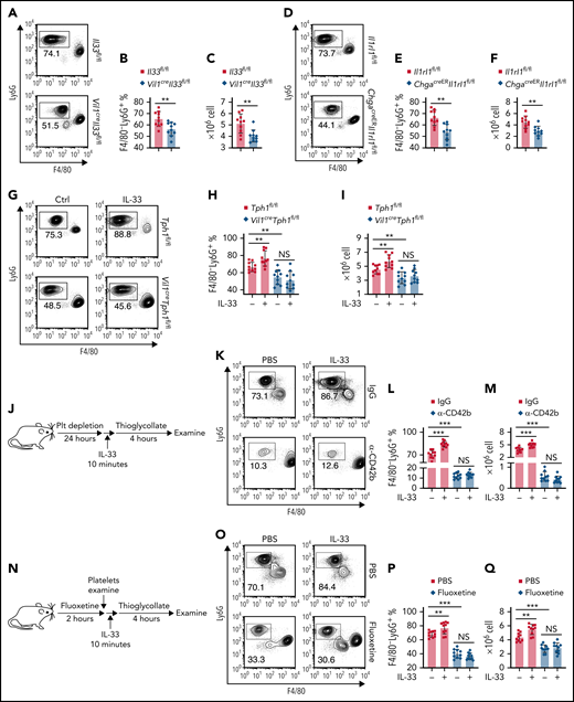 Intestinal IL-33–ST2 signaling promotes neutrophil recruitment in acute peritonitis via platelet-derived 5-HT. (A-F) Intraperitoneal injection of 4% thioglycollate into Il33fl/fl and Vil1creIl33fl/fl (A-C) or Il1rl1fl/fl and ChgacreERIl1rl1fl/fl (D-F) mice. (A,D) Flow cytometric analysis of lymphocytes isolated from peritoneum 4 hours after thioglycollate administration. (B,E) Quantification of percentile of gated F4/80–Ly6G+ neutrophils in panels A and D. (D,F) Quantification of F4/80−Ly6G+ neutrophils isolated from peritoneum 4 hours after thioglycollate administration. (G-I) Tph1fl/fl and Vil1creTph1fl/fl mice were treated with PBS or IL-33 followed by a 10-minute wait. Intraperitoneal injection of 4% thioglycollate into Tph1fl/fl and Vil1creTph1fl/fl mice. (G) Flow cytometric analysis of lymphocytes isolated from peritoneum 4 hours after thioglycollate administration with or without IL-33 treatment. (H) Quantification of percentile of gated F4/80−Ly6G+ neutrophils in panel G. (I) Quantification of F4/80−Ly6G+ neutrophils isolated from peritoneum 4 hours after thioglycollate administration with or without IL-33 treatment. (J) Schematic illustration of platelet depletion in WT mice, followed by intraperitoneal injection of 4% thioglycolate with or without IL-33 injection. (K) Flow cytometric analysis of lymphocytes isolated from peritoneum as in panel J. (L) Quantification of percentile of gated F4/80−Ly6G+ neutrophils in panel K. (M) Quantification of F4/80−Ly6G+ neutrophils isolated from peritoneum 4 hours after peritonitis induction. (N) Schematic illustration of fluoxetine treatment in WT mice, followed by intraperitoneal injection of 4% thioglycolate. (O) Flow cytometric analysis of lymphocytes isolated from peritoneum as in panel N. (P) Quantification of percentile of gated F4/80−Ly6G+ neutrophils in panel O. (Q) Quantification of F4/80−Ly6G+ neutrophils isolated from peritoneum 4 hours after peritonitis induction with or without 10-minute IL-33 treatment. Data are representative of 2 independent experiments (A, D, G, K, O) or are pooled from 2 independent experiments (B, C, E-F, H-I, L-M, P-Q). *P < .05, **P < .01, ***P < .001 by Student t test. Error bars represent standard deviation. NS, not statistically significant.