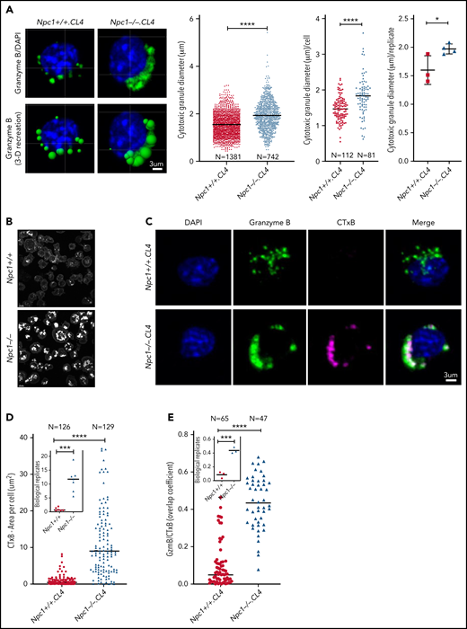 Lipid accumulation in CGs of Npc1−/−.CL4 CTLs. (A) Confocal immunofluorescence microscopy shows GzmB-containing cytotoxic granules (green; top). Three-dimensional reconstruction of CGs (Imaris vesicles) based on GzmB staining, which allowed assessment of their diameter. Diameter of CTL CGs (pooled data from n = 3 Npc1+/+ and n = 4 Npc1−/− mice), diameter of CGs per cell (pooled data), and mean biological replicates (right). DAPI is shown in blue. (B) Confocal microscopy shows vesicles containing unesterified cholesterol stained with filipin III in Npc1−/− and Npc1+/+ CTLs. (C) Confocal immunofluorescence microscopy shows colocalization of GzmB (green) and fluorescent cholera toxin B (CTxB; magenta) in activated Npc1−/− and Npc1+/+ CTLs. Pearson correlation coefficient was used to quantify colocalization of GzmB and CTxB. (D) Total area of CTxB-labeled compartment (as shown in panel C) was assessed by accumulation of monosialotetrahexosylganglioside (GM1); mean biological replicates (inset; n = 6 Npc1+/+ and n = 7 Npc1−/−). (E) Colocalization of GzmB and CTxB (as shown in panel C) using overlap coefficient; biological replicates (inset; n = 3). Detailed description of microscopy and analysis provided in the data supplement. *P < .05, ***P < .001, ****P < .0001. DAPI, 4′,6-diamidino-2-phenylindole.