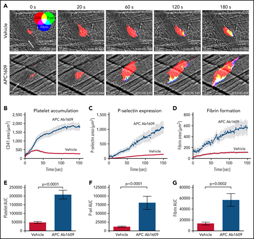 Inhibition of APC enhances the response to laser-induced injury in mouse cremaster arterioles. (A) Time lapse images from representative vehicle-treated (top row) and APC monoclonal Ab1609–treated mice (bottom row) after laser injury in cremaster arterioles. Images are binary representations of 2D confocal fluorescence images overlaid on the brightfield. Platelets are shown in red, P-selectin+ area in green, and fibrin area in blue (overlay colors are shown in the color wheel). White arrow indicates the direction of blood flow. Scale bar in each image, 10 μm. (B-D) Graphs show CD41+, P-selectin+, and fibrin+ areas over time after laser injury of cremaster arterioles in vehicle-treated (red) and Ab1609-treated mice (blue). Values are mean ± standard error of the mean (SEM). (E-G) Graphs show area under the curve (AUC; mean ± SEM) for platelets and P-selectin and fibrin areas over time. Statistics were calculated using the Mann-Whitney test; n = 13 injuries from 3 vehicle-treated mice and 10 injuries from 3 Ab1609-treated mice.