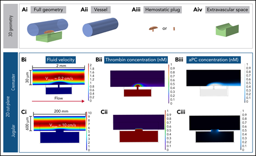 Computational modeling simulations recapitulate experimental results. (A) Geometries used for the computational models, shown in full (i) and deconstructed into the individual components: –vessel (ii), hemostatic plug (iii), and extravascular space (iv). Supplemental Figure 5 and supplemental Table 1 provide more detailed illustrations and dimensions. (B) Fluid velocity field (i), thrombin (ii), and APC (iii) concentration fields in the cremaster geometry model. The sheltering action of platelets allows the thrombin generated both intra- and extravascularly to diffuse through the hemostatic mass; more intravascular thrombin results in APC being generated, and the APC has increased residence time within the platelet mass. (C) Fluid velocity field (i), thrombin (ii), and APC (iii) concentration fields in the jugular geometry model. Thrombin backpropagates via diffusion through the hemostatic mass, but as soon as it diffuses out of the platelet mass, it is quickly washed away. The thrombin that diffuses through the sides of the plug produces only low amounts of APC. Vmax, maximum velocity.