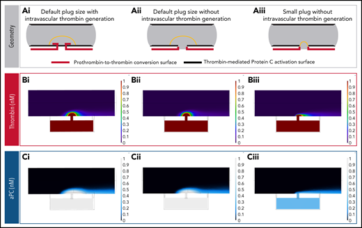 Impact of hemostatic plug size on thrombin and APC concentration. (A) Reaction surface distribution. PC is converted to APC on all surfaces lining the vessel lumen (bold black lines). Thrombin generation occurs on surfaces of the extravascular compartment and the injury site walls, with or without intravascular surfaces that are protected by the hemostatic plug (bold red lines): default plug size with intravascular thrombin generation (i), default plug size without intravascular thrombin generation (ii), and small plug size without intravascular thrombin generation (iii). (B) Thrombin concentration fields for each of the geometries described in panel A. When the intravascular thrombin generation surfaces are removed without changing the shape or size of the hemostatic plug, the resulting thrombin concentration field remains virtually unchanged (i vs ii). This occurs because the thrombin generated on the injury walls and extravascular space can backpropagate in the lumen sheltered by the hemostatic plug via diffusion. (C) APC concentration fields for each of the geometries described in panel A. Note the reduction in APC concentration when reaction surfaces capable of generating APC become unsheltered from flow (iii).