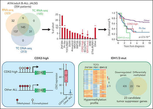 An integrated analysis was performed on 354 adolescent and young adult (AYA) and adult patients with B-ALL enrolled in Japan Adult Leukemia Study Group (JALSG) trials. Genomic profiling included whole transcriptome sequencing (RNA-seq), targeted capture (TC) RNA-seq, and TC DNA sequencing. The authors identified 2 novel and distinct subgroups of B-ALL characterized by high CDX2 expression (3.4%, CDX2-high) and IDH1/2 mutations (1.9%, IDH1/2-mut) that were both associated with poor outcome. The promoter of CDX2 was hypomethylated in the CDX2-high group compared with other ALL, leading to outlier high expression. The IDH1/2-mut group was associated with a hypermethylation profile that converged on 23 candidate tumor suppressor genes that may play a role in IDH1/2-induced leukemogenesis.