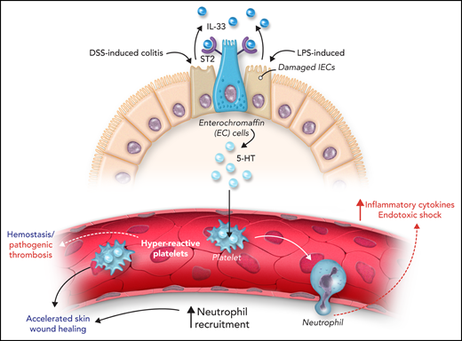 Intestinal IL-33 increases platelet reactivity, hemostasis, and inflammation via serotonin release. Constitutive IL-33 secretion from IECs supports serotonin (5-HT) release from enterochromaffin cells. 5-HT is taken up by platelets, increasing platelet reactivity, hemostasis, and wound repair. After intestinal inflammation induced by DSS or LPS, IL-33 release from damaged IECs supports 5-HT secretion and platelet-dependent neutrophil recruitment.