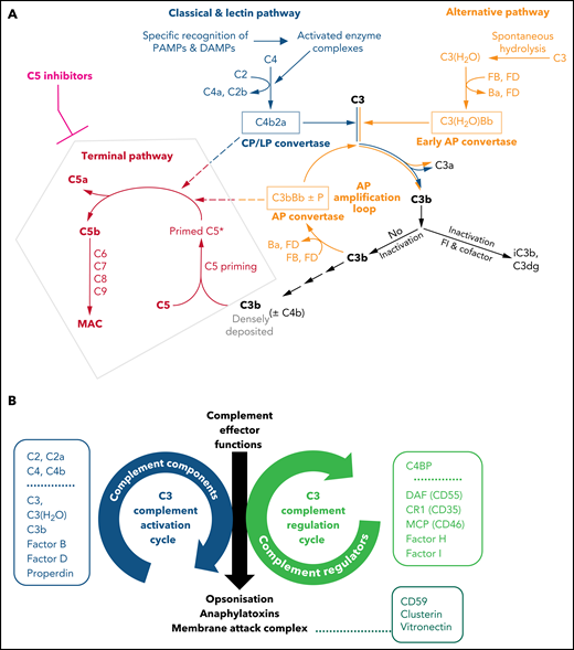 Illustrations of key features of the complement system. (A) Schematic drawing of the complement cascade. The complement initiation pathways of the CP and LP are triggered through recognition of danger signals by soluble pattern recognition molecules in blood cumulating in the assembly of the bimolecular C3 convertase C4b2a. Spontaneous hydrolysis of C3 (tick-over activation) assembles the early AP convertase autonomously of any danger signal. The C3 convertases activate C3 into the anaphylatoxin C3a and the opsonin C3b, which can auto-amplify via the AP amplification loop. Strong activation of CP/LP and/or impaired inactivation of C3b and convertases lead to a high surface density of C3b (±C4b). The latter recruits C5 and induces conformational changes (called priming) that allow the convertases to proteolytically activate primed C5 into the anaphylatoxin C5a and C5b initiating the terminal pathway. C5b launches the assembly of the MAC. Complement inhibitors targeting C5 hinder C5 priming and/or block convertase mediated activation of C5. Although TP is blocked in the presence of C5 inhibitors, the complement routes upstream of C5 continue to function. The figure is reproduced from Mannes et al,122 with modifications. (B) C3 activation and regulation cycles under physiologic conditions. The opposite directionality of the complement activation and regulation cycle maintain a fine-tuned balance controlling the unleashing of the 3 main effector functions of the complement cascade. The C3 activation cycle summarizes all routes and complement components that assemble the complement convertases, whereas the regulatory cycle is built from the convertase-directed regulators that decay the convertase (decay accelerating function) and/or proteolytically inactivate C3b (cofactor activity). Key components of each cycle are indicated in the respective boxes next to the cycles. Components and regulators associated purely with the CP and LP are displayed separately at the top of the boxes. The opsonization with C3 fragments and release of anaphalytoxins are directly effectuated and controlled by the C3 activation and regulation cycles, respectively. The formation of the membrane attack complex (initiated by C5 activation) is a consequence of strong C3 deposition by convertases and hence is indirectly regulated by the C3 regulation cycle. However, direct regulators of C5b-9 assemble exist in forms of the GPI-anchored CD59 on host surfaces and the 2 soluble plasma proteins Clusterin and Vitronectin (also called S protein) as indicated.