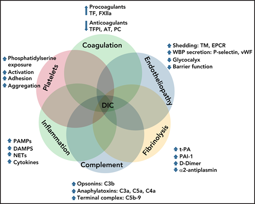 Interactions of cellular and molecular components of host defense in the pathogenesis of DIC.