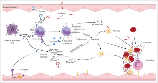 Initiation of coagulation in DIC. Pathogens, dead cells, and their derived molecular pattern molecules (PAMPs and DAMPs) can signal through PRRs to induce TF expression and microparticle release from monocytes, and to promote synthesis of proinflammatory cytokines that further amplify TF expression, thus initiating coagulation via the extrinsic pathway. In parallel, contact activation with FXIIa generation can occur on the surface of the pathogens, PAMPs, DAMPs, and cell debris. In particular, bacteria-derived long-chain polyphosphates (LC-poly-Ps) and platelet-derived short-chain polyphosphates (SC-poly-P), and the extracellular nucleic acids (DNA/RNA) can induce contact-mediated autoactivation of FXII and trigger coagulation via the intrinsic pathway. Both pathways converge into the common coagulation mechanism, leading to thrombin generation and downstream platelet activation and fibrin and thrombus formation.