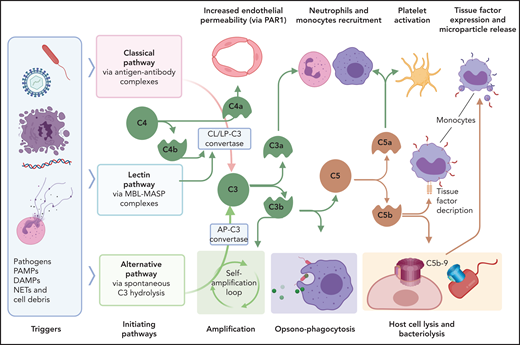 Interactions of complement with coagulation and microvasculature in DIC. Pathogens, PAMPs, NETs, cell debris, and DAMPs can activate the complement cascade via 3 pathways, classic (CP), lectin (LP), or alternative (AP), all of which converge at C3. Formation of the C3 convertase of classic and lectin pathways involves cleavage of C4 with formation of C4b convertase component and C4a, an anaphylatoxin that can increase endothelial permeability by signaling through PAR-1 and -4. C3 convertases generated through the 3 pathways, cleave C3 to C3a and C3b. C3a anaphylatoxin activates platelets and leukocytes. C3b is a potent opsonin that contributes to opsonophagocytosis of pathogens, cell debris, and circulating erythrocytes and platelets contributing to extravascular hemolysis and thrombocytopenia. C3b is also a component of C5 convertase, which cleaves C5 into C5a and C5b. C5a anaphylatoxin is a potent chemoattractant and activator of leukocytes and an inducer of TF on monocytes and PAI-1 on endothelial cells (not shown). C5b initiates the formation of C5b-9 terminal complement complex (also known as a membrane attack complex), which makes cytolytic pores in cell membranes, inducing bacteriolysis or cell death in host organs. C5b-9 can activate platelets and induce monocyte TF expression and microparticle release. MASP, mannose-associated serine protease; MBL, mannose binding lectin.