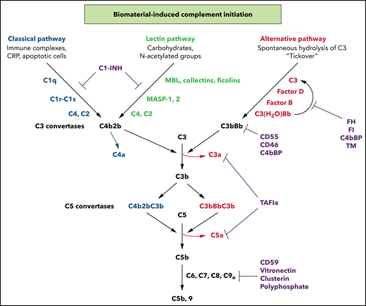 Biomaterial-triggered complement activation pathways. Complement activation occurs via the CP, LP, or AP. All pathways converge to form C3 convertases and then C5 convertases, with release of the potent anaphylatoxins C3a and C5a. Generation of C5b triggers assembly of the C5b-9 MAC which induces lysis, damage, or cell activation. Regulation is achieved at multiple levels by soluble and membrane-associated factors (C1-INH, FH, FI, CD55, CD46, polyphosphate, CD59, clusterin, vitronectin, and thrombomodulin). C1-INH, C1 esterase inhibitor; CRP, C-reactive protein; TAFIa, activated thrombin activatable fibrinolysis inhibitor; TM, thrombomodulin. Readers are referred to 2 reviews for full descriptions of the pathways.16,17