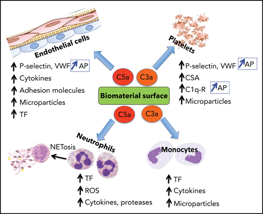 Biomaterial-induced complement activation byproducts C3a and C5a are major mediators of the thromboinflammatory response. The anaphylatoxins C3a and C5a, released during complement activation, induce a wide range of proinflammatory and procoagulant effects, mediated primarily by binding to their cognate receptors. Representative biological effects on platelets, endothelial cells, neutrophils, and monocytes are shown. P-selectin is a receptor for C3b and, when induced by C3a or C5a on platelets and endothelial cells, complement activation is reinforced by assembly of the AP. C1q-r, receptor for C1q; CSA, chondroitin sulfate A; ROS, reactive oxygen species.