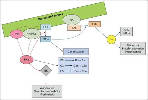 Biomaterial surface–triggered activation of the plasma contact system yields a thromboinflammatory response. Contact of FXII with a biomaterial surface, adsorbed proteins (eg, fibrinogen), DNA, RNA, NETS, polyphosphate, or activated cells, induces a conformational change to generate small amounts of FXIIa. FXIIa complexed with HK activates PK to PKa, FXI to FXIa, and C1r to its active form. PKa cleaves or activates FXII and HK, generating more FXIIa and BK, the latter of which has proinflammatory properties. PKa also directly activates FB, thus promoting the alternative complement pathway and complement factors C3 and C5. FXIa leads to thrombin generation via the intrinsic pathway of coagulation, resulting in activation of adherent platelets. C1-inhibitor (C1-INH) neutralizes PKa, FXIIa, FXIa, and C1r.
