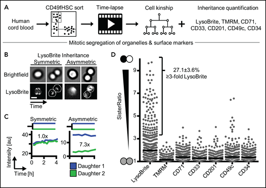 Asymmetric inheritance of lysosomes and cell fate markers in human CD49fHSCs divisions. (A) Experimental design. (B) Representative video frames of dividing CD49fHSCs (quantification displayed in panel C) with symmetric and asymmetric LysoBrite inheritance. Scale bar: 10 μm. (C) Representative LysoBrite fluorescence intensity quantification over time of CD49fHSC daughter cells for a-/symmetric inheritance. Fold sister differences early (up to 60 minutes) after division are indicated, respectively. (D) Quantification of sister ratios directly after division. LysoBrite sister cell ratios are higher than for CD33, CD201, CD71, TMRM, CD49c, and CD34. LysoBrite sister cell ratios >3× and <1.5× were considered as a-/symmetric, respectively. n = 5 independent experiments for LysoBrite, CD33, CD201, CD71, and CD49c. n = 4 for CD34 and TMRM with 426, 260, 260, 166. 166, 207, and 211 CD49fHSC divisions analyzed for LysoBrite, TMRM, CD71, CD33, CD201, CD49c, and CD34, respectively.