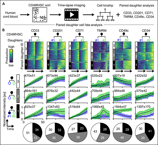 Asymmetric cell fate marker expression in CD49fHSC daughters. (A) Experimental design. (B) Heatmap of fluorescence dynamics over the complete lifetime of CD49fHSC daughter cells (top). Each row represents a pair of CD49fHSC daughter cells (#1 and #2). Different degrees of symmetric and asymmetric expression of CD33 (332 analyzed cells), CD201 (332), CD71 (520), TMRM (520), CD49c (408), and CD34 (121) between daughter cells are observed and clustered. These clusters 1, 2, and 3 are shown as black, gray, and white in all parts of panel B. (Middle) Mean fluorescence intensities over time of the different symmetric and asymmetric clusters, mean ± SD. Quantification of symmetric and asymmetric daughter cell fate cluster frequencies (bottom). n = 4 independent experiments for CD71, TMRM, and CD34, n = 5 for CD33, CD201, and CD49c. Numbers indicate average paired daughter cell difference per cluster.